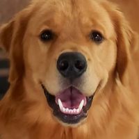 C-VET Animal Hospital ico