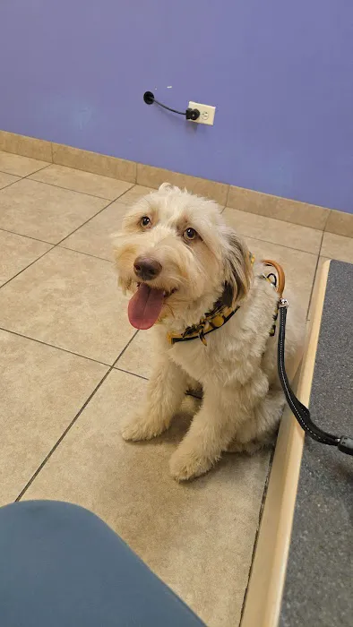 C-VET Animal Hospital 12