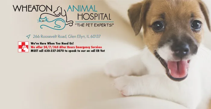Wheaton Animal Hospital 1