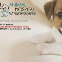 Wheaton Animal Hospital ico
