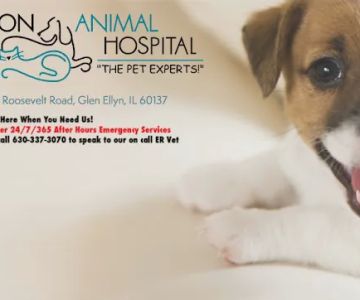 Wheaton Animal Hospital