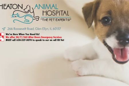 Wheaton Animal Hospital