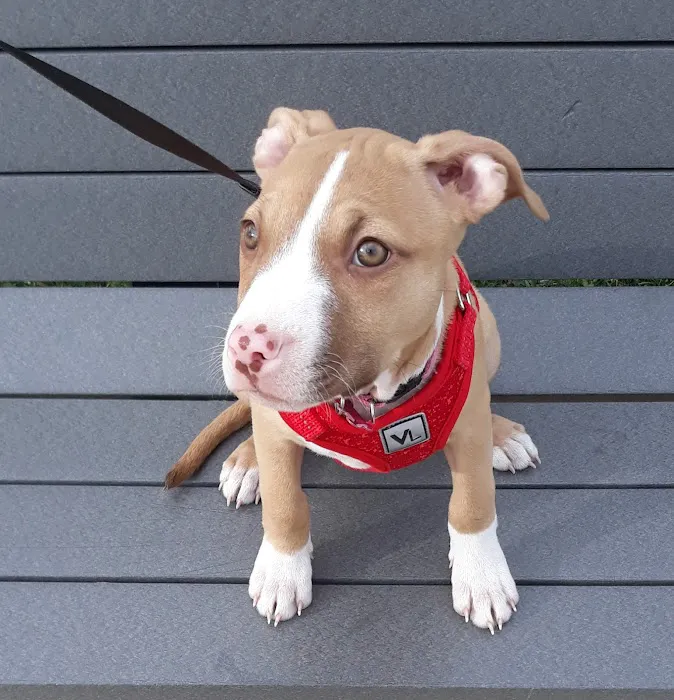 Wheaton Animal Hospital 6