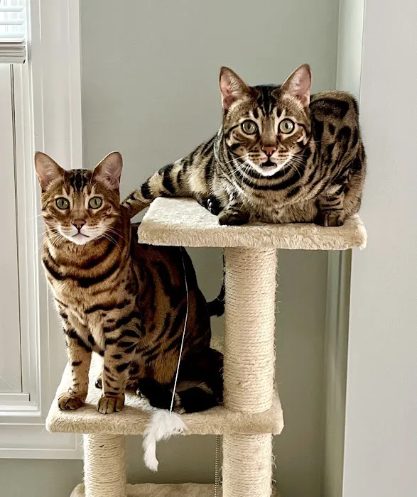 Wheaton Animal Hospital 7
