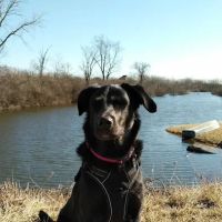 Naperville Animal Hospital ico