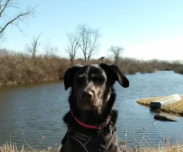 Naperville Animal Hospital