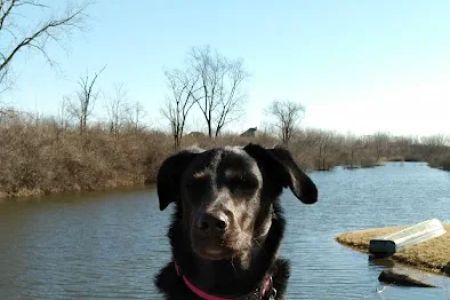 Naperville Animal Hospital