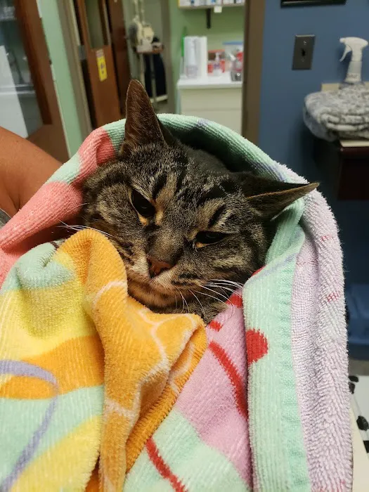 Noah's Animal Hospital at Wheaton 1