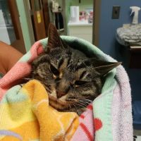 Noah's Animal Hospital at Wheaton ico