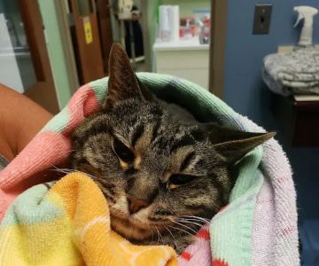 Noah's Animal Hospital at Wheaton