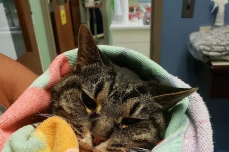 Noah's Animal Hospital at Wheaton