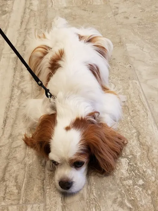 Noah's Animal Hospital at Wheaton 6