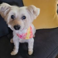 Banfield Pet Hospital ico