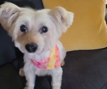 Banfield Pet Hospital