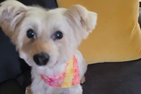 Banfield Pet Hospital