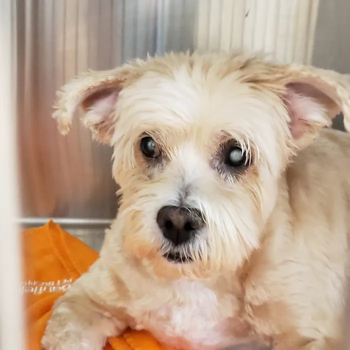 Banfield Pet Hospital 2