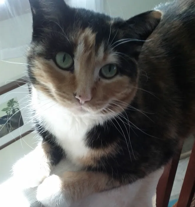 Abbeywood Cat Hospital 12