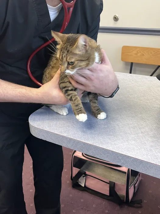 Abbeywood Cat Hospital 12
