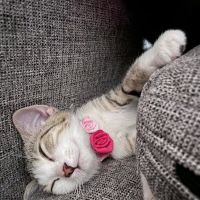 Abbeywood Cat Hospital ico