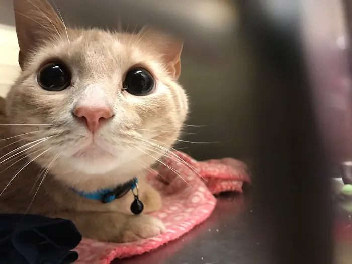 Finan Animal Hospital 2