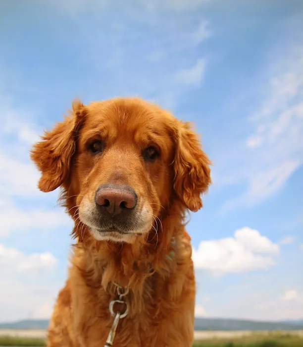 Finan Animal Hospital 9