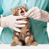 Finan Animal Hospital ico