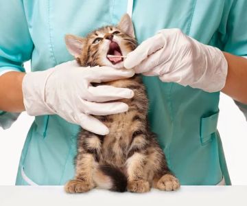 Finan Animal Hospital