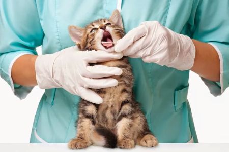 Finan Animal Hospital