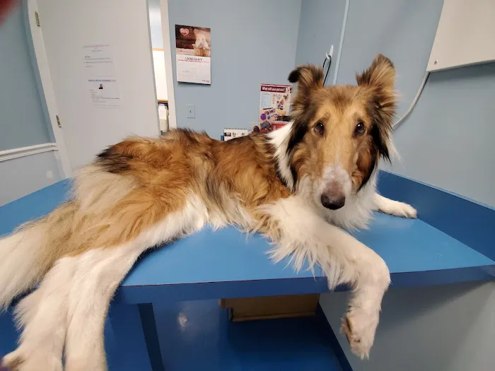 Care Animal Clinic 3