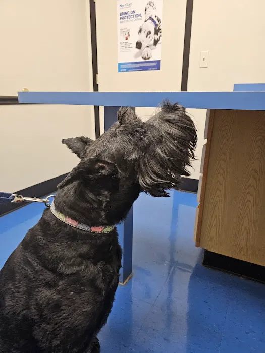 Care Animal Clinic 5