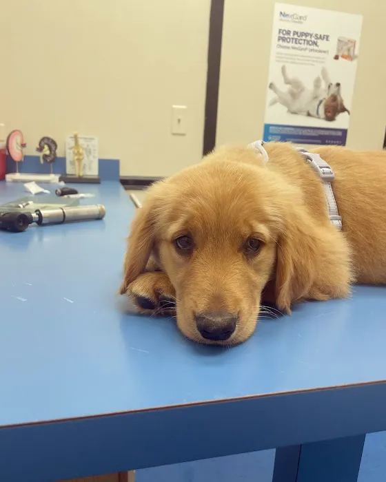 Care Animal Clinic 4