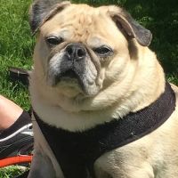 Care Animal Clinic ico