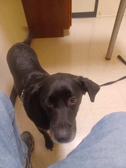 Care Animal Clinic 10