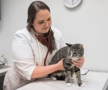 Knoll Animal Hospital