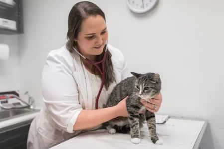 Knoll Animal Hospital