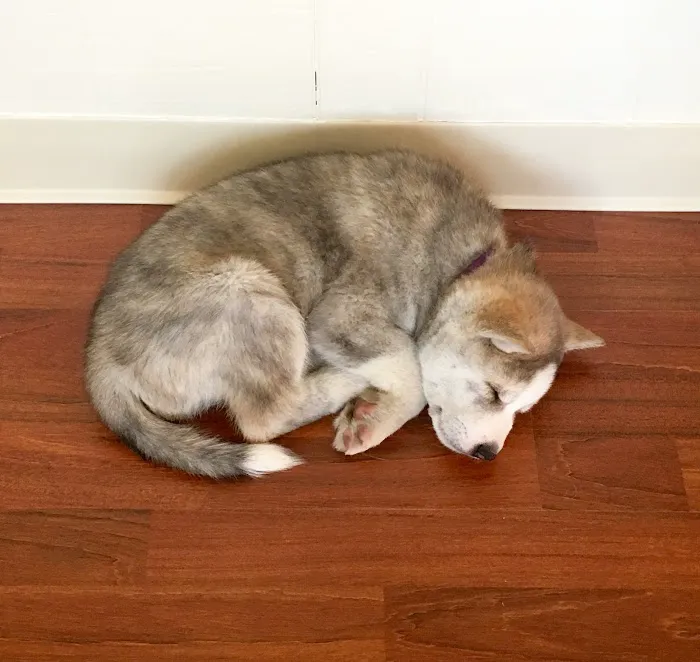 Knoll Animal Hospital 12