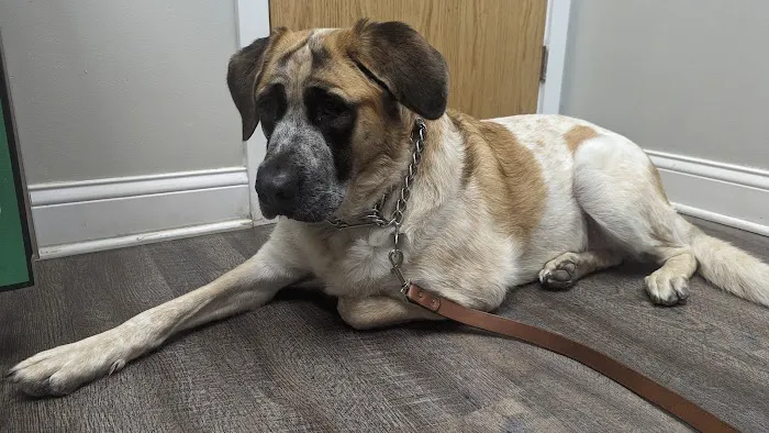 Knoll Animal Hospital 12