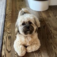 Village Animal Clinic ico
