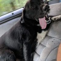 Prairie State Veterinary Clinic, A Thrive Pet Healthcare Partner ico
