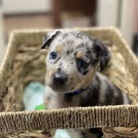 Snippet Low-Cost Veterinary Clinic LLC ico