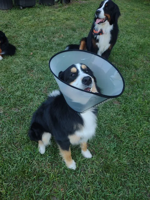 Snippet Low-Cost Veterinary Clinic LLC 12