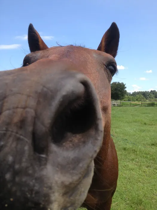 Sonday Equine 7