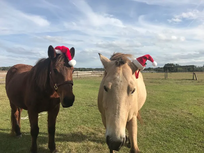 Sonday Equine 4