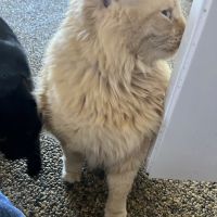 Inverness Animal Hospital ico