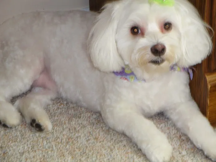 Bailey Cathy DVM 1