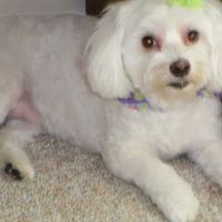 Bailey Cathy DVM ico