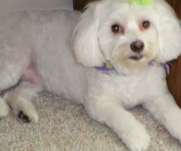 Bailey Cathy DVM
