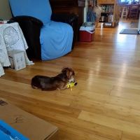 River Region Animal Hospital ico