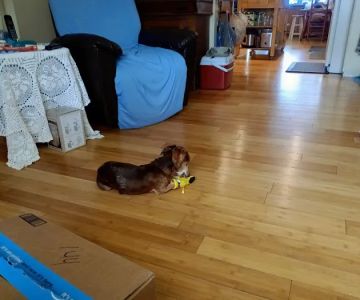 River Region Animal Hospital