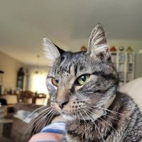 Urgent Pet Vets ico